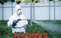 Внимание: химическая обработка растений от американской белой бабочки
